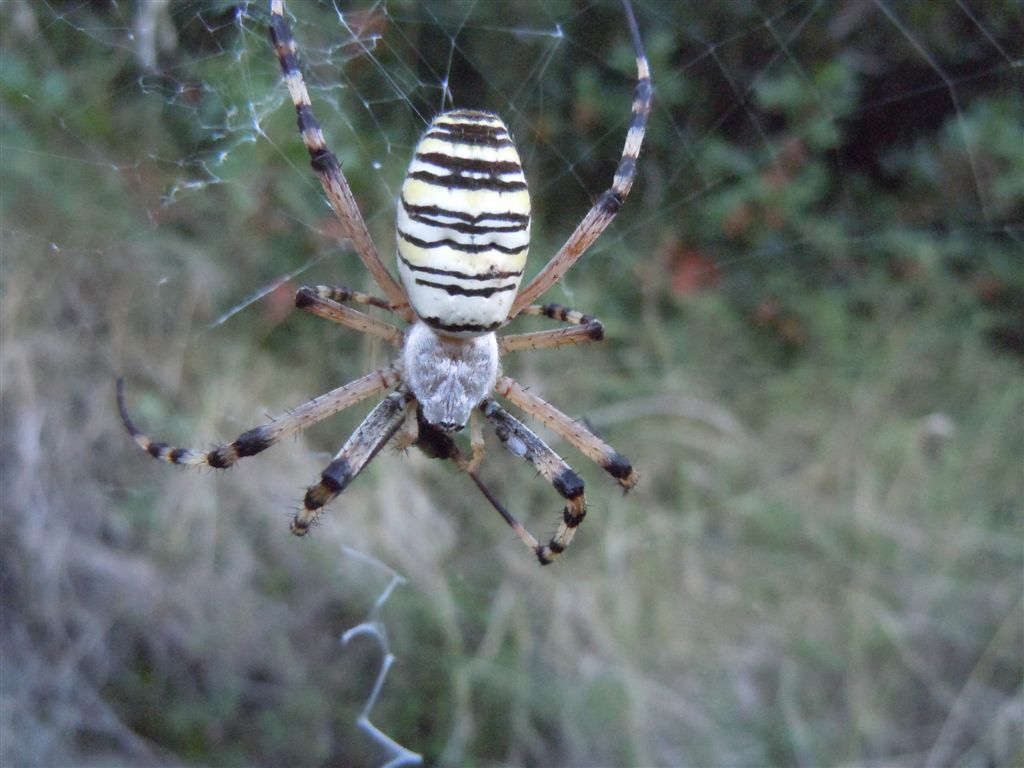 Argiope bruennichi + Argyrodes + dittero scroccone